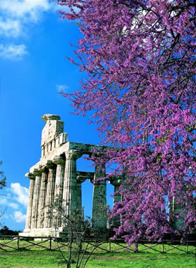 Paestum - flowers in bloom in homage to Ceres, the goddess to whom the Temple is dedicated - Credit - De Agostini Picture Library